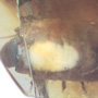 Rare Isopod In Dominican Amber