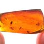 Rare Jumping Plant Lice And Larva In Dominican Amber