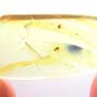 Rare Jumping Plant Lice And Moth Fly In Dominican Amber