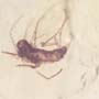 Rare Jumping Plant Lice And Moth Fly In Dominican Amber