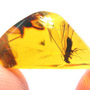 Rare Jumping Plant Lice And Winged Termite In Dominican Amber