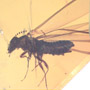 Rare Jumping Plant Lice And Winged Termite In Dominican Amber