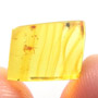 Rare Jumping Plant Lice And Spider In Dominican Amber