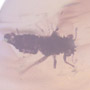 Rare Jumping Plant Lice And Spider In Dominican Amber
