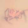 Rare Jumping Plant Lice And Spider In Dominican Amber