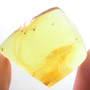 Rare Jumping Plant Lice And Winged Termite In Dominican Amber