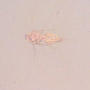 Rare Jumping Plant Lice And Winged Termite In Dominican Amber