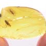 Rare Jumping Plant Lice And Leafhopper In Dominican Amber