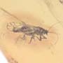 Rare Jumping Plant Lice And Leafhopper In Dominican Amber