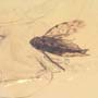 Rare Jumping Plant Lice And Leafhopper In Dominican Amber
