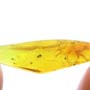 Rare Jumping Plant Lice And Gall Midge In Dominican Amber