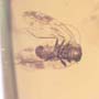 Rare Jumping Plant Lice In Dominican Amber