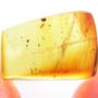 Rare Jumping Plant Lice In Dominican Amber