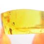 Rare Jumping Plant Lice In Dominican Amber