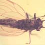 Rare Jumping Plant Lice In Dominican Amber