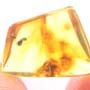 Rare Jumping Plant Lice In Dominican Amber