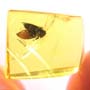 Rare Jumping Plant Lice In Dominican Amber