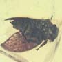Rare Jumping Plant Lice In Dominican Amber