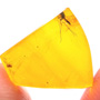 Rare Jumping Plant Lice In Dominican Amber