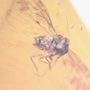Rare Jumping Plant Lice In Dominican Amber