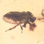 Rare Jumping Plant Lice In Dominican Amber