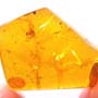 Rare Jumping Plant Lice In Dominican Amber