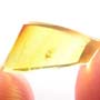 Rare Jumping Plant Lice In Dominican Amber