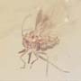 Rare Jumping Plant Lice In Dominican Amber