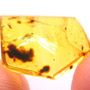 Rare Jumping Plant Lice In Dominican Amber