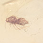 Rare Jumping Plant Lice In Dominican Amber