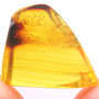Rare Jumping Plant Lice In Dominican Amber