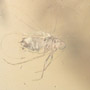 Rare Jumping Plant Lice In Dominican Amber