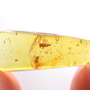 Rare Jumping Plant Lice In Dominican Amber