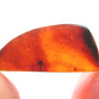Rare Jumping Plant Lice In Dominican Amber