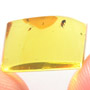 Rare Jumping Plant Lice In Dominican Amber