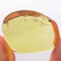 Rare Jumping Plant Lice In Dominican Amber