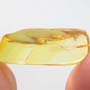 Rare Jumping Plant Lice In Dominican Amber