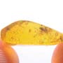 Rare Jumping Plant Lice In Dominican Amber