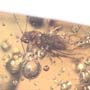 Rare Jumping Plant Lice In Dominican Amber