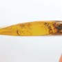Rare Jumping Plant Lice In Dominican Amber