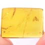 Rare Jumping Plant Lice In Dominican Amber