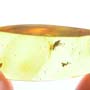 Rare Jumping Plant Lice In Dominican Amber