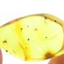 Rare Jumping Plant Lice In Dominican Amber
