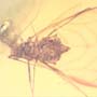 Rare Jumping Plant Lice In Dominican Amber