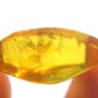 Rare Jumping Plant Lice In Dominican Amber
