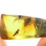 Rare Jumping Plant Lice In Dominican Amber
