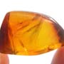 Rare Jumping Plant Lice In Dominican Amber