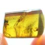 Rare Jumping Plant Lice In Dominican Amber