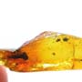 Rare Jumping Plant Lice In Dominican Amber