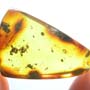 Rare Kissing Of Worker Ants In Dominican Amber